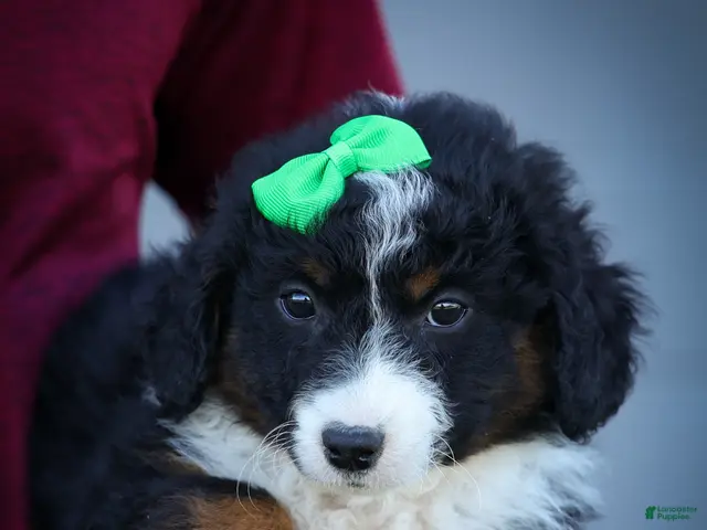 Mini Aussiedoodle dogs for sale: Landon💙 - Ad 2