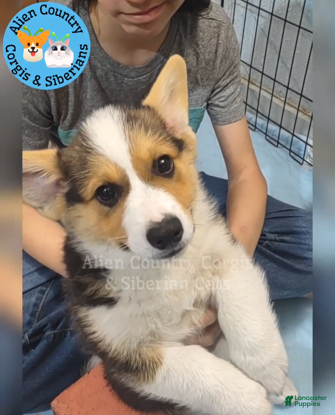 Welsh Corgi Pembroke dogs Welsh Corgi Pembroke Shifu - Ad 6