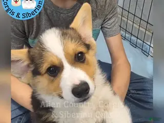 Welsh Corgi Pembroke dogs Welsh Corgi Pembroke Shifu - Ad 6