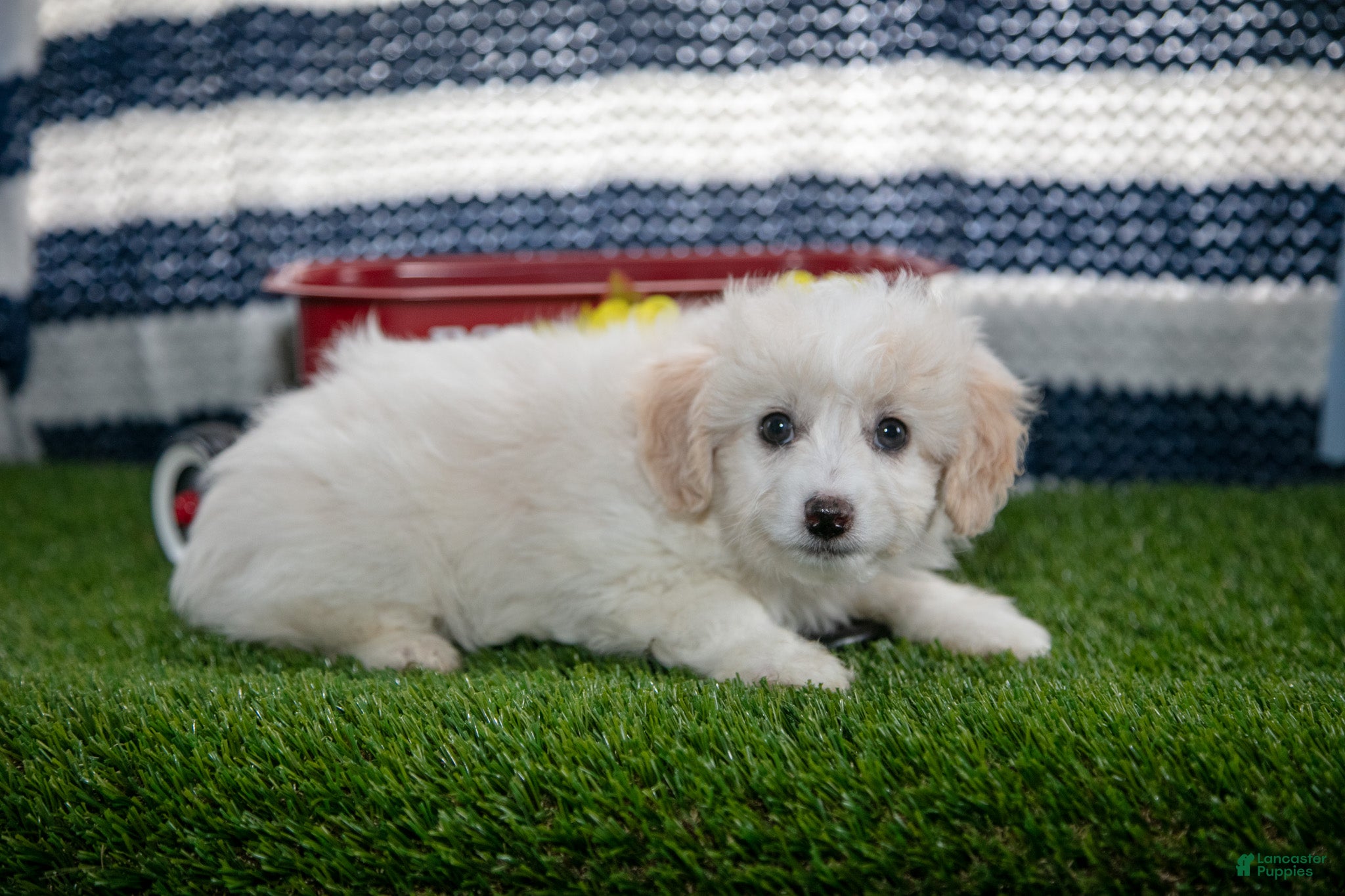 Mini Aussiedoodle dogs Pooch - Ad 2