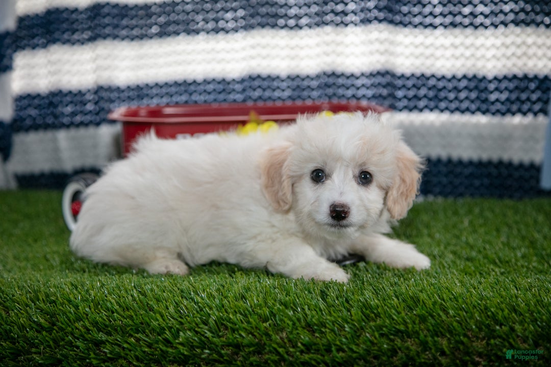 Mini Aussiedoodle dogs for sale: Pooch - Ad 2