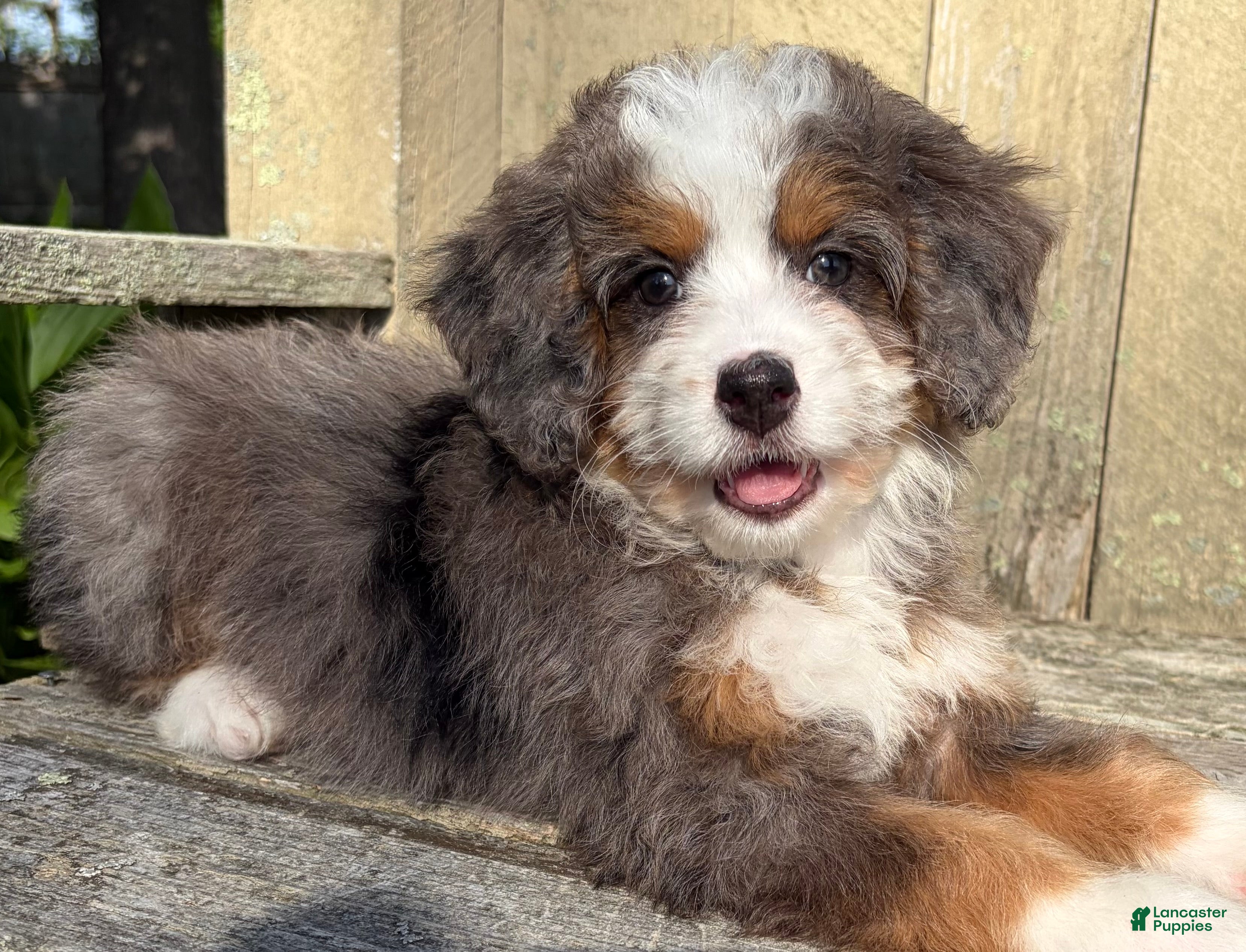Mini Bernedoodle dogs 💚IN BOSTON MASSACHUSETTS AREA💚TINY BLUE MERLE TRI COLOR💚MINI BERNEDOODLE💚 - Ad 1