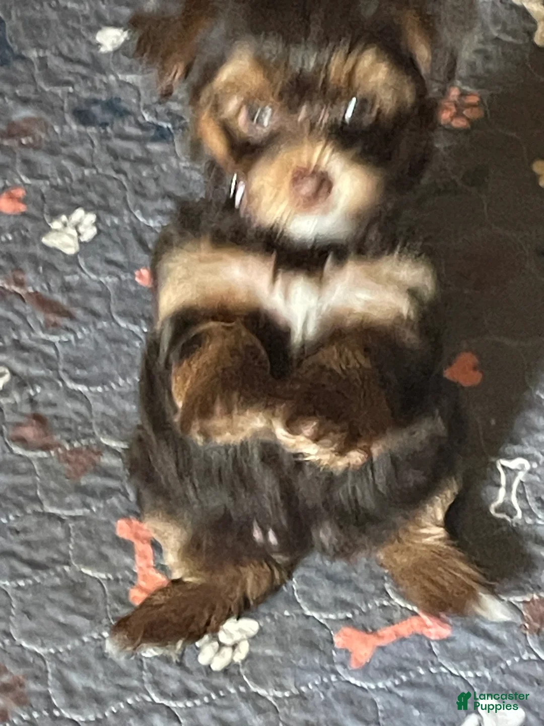 Yorkshire Terrier dogs for sale: Zena - Ad 2