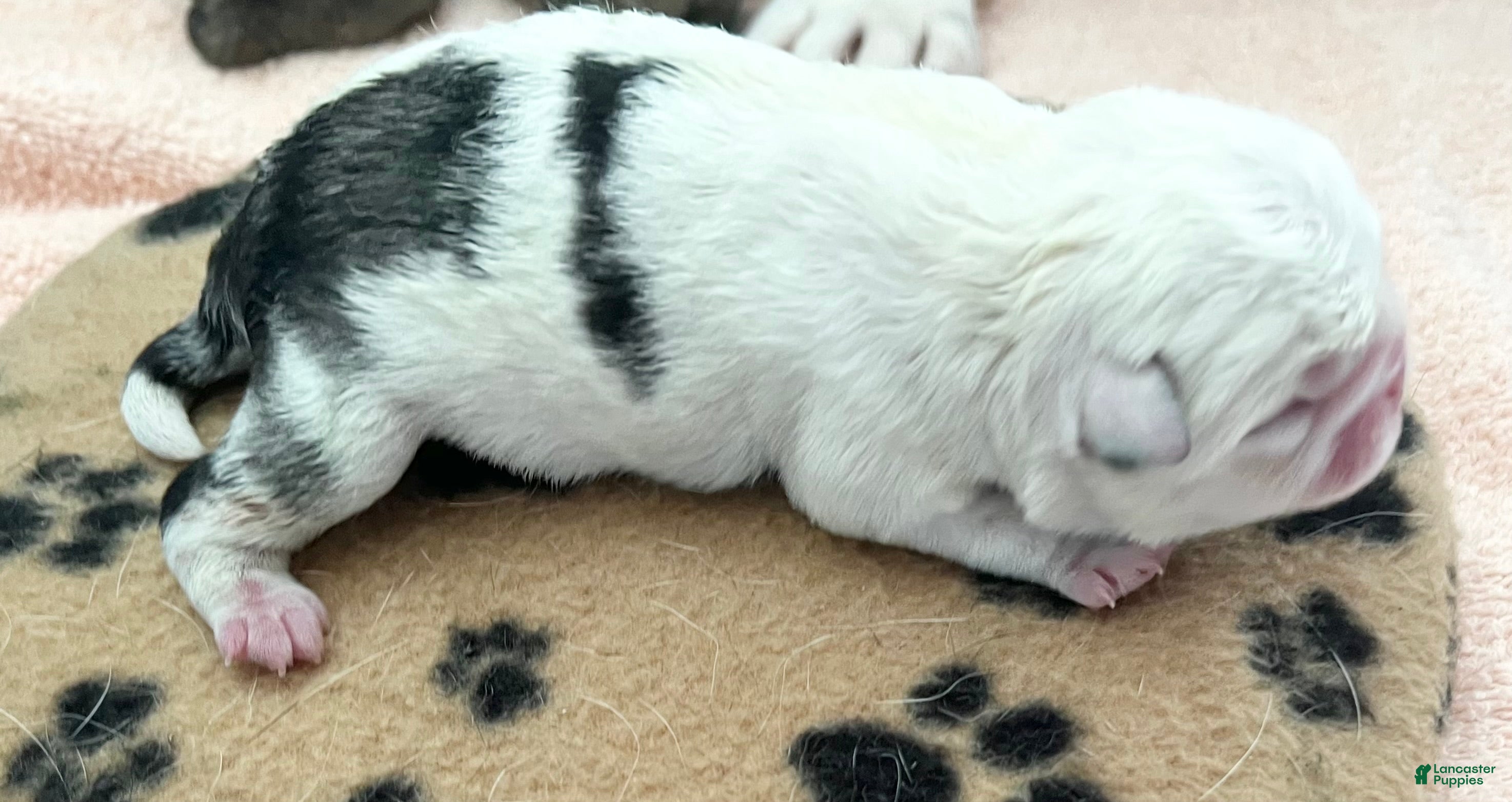 Pug dogs Panda koi blue eyes girl - Ad 12
