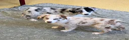 Australian Shepherd dogs for sale: Turbo  - Ad 5