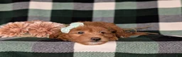Miniature Poodle dogs for sale: Shyann - Ad 5