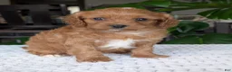Cavapoo dogs for sale: Ellie - Ad 11