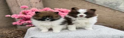 Pomeranian dogs for sale: Ranger - Ad 18
