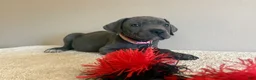 Cane Corso dogs for sale: Diamond  - Ad 3