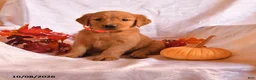 Golden Retriever dogs for sale: Beau - Ad 1