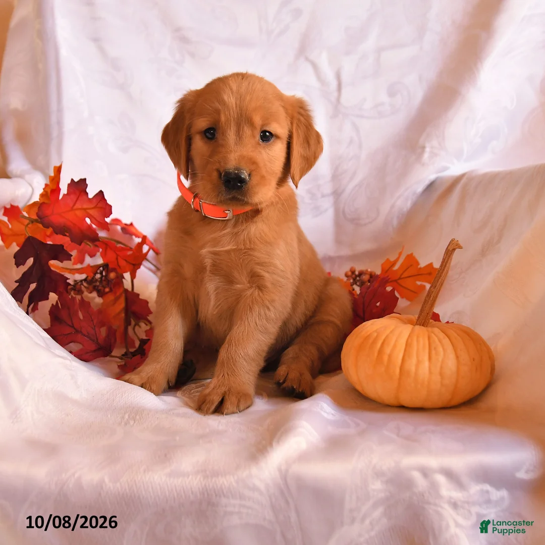 Golden Retriever dogs for sale: Beau - Ad 1