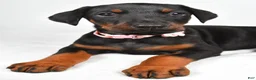 Doberman Pinscher dogs for sale: Lexi - Ad 5