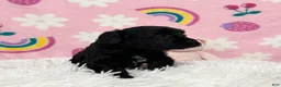 Cavapoo dogs for sale: Sophie - Ad 13
