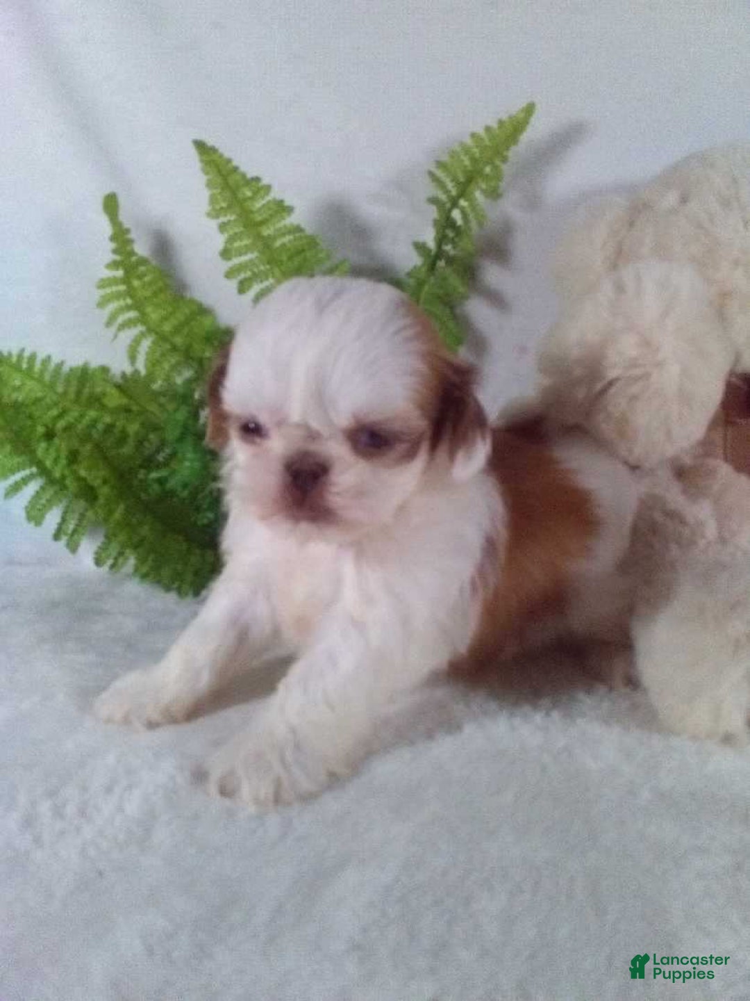 Shih Tzu dogs for sale: Bandit - Ad 5