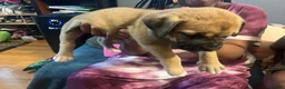 Mixed Breed dogs for sale: Big Boi - Ad 5