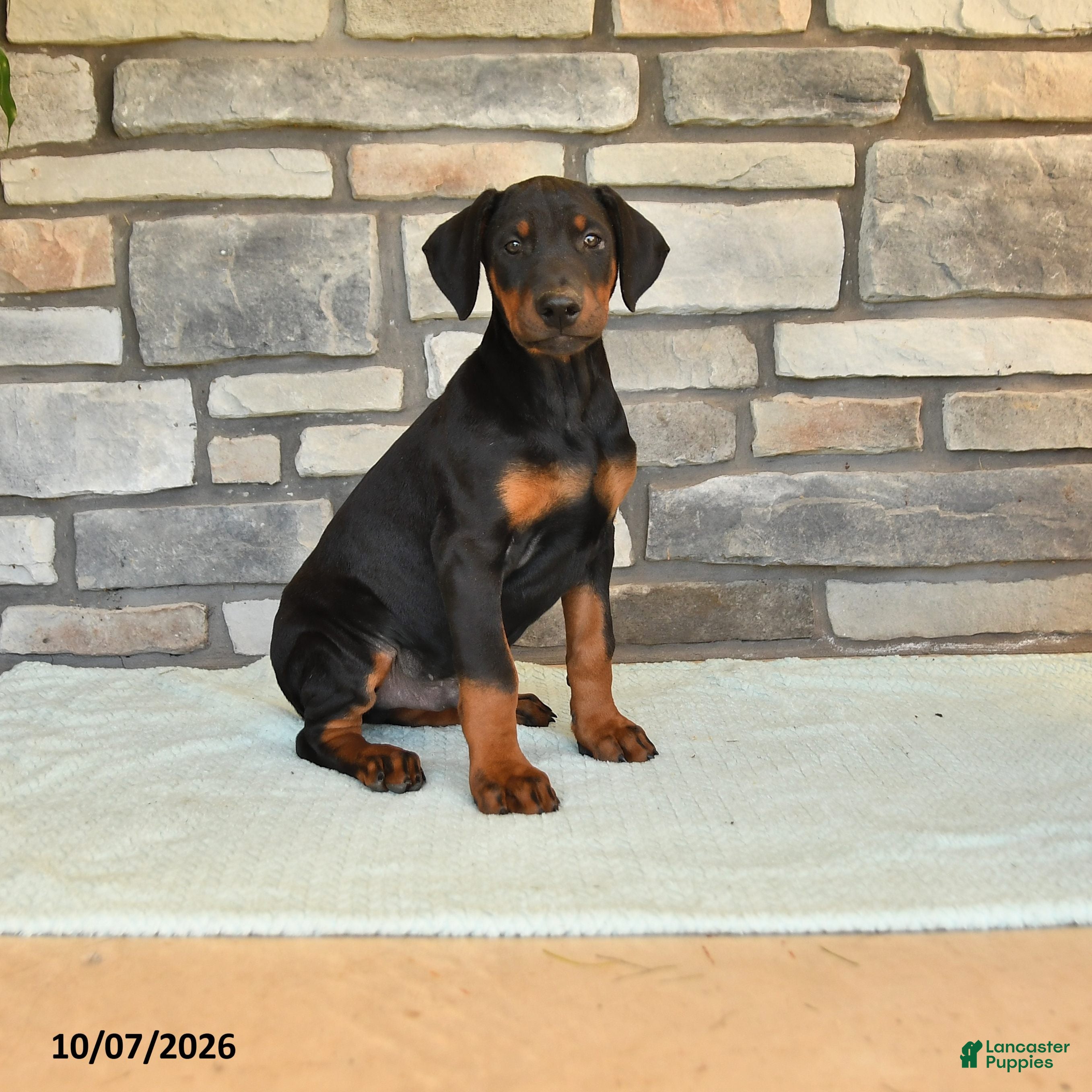 Doberman Pinscher dogs Anders - Ad 1