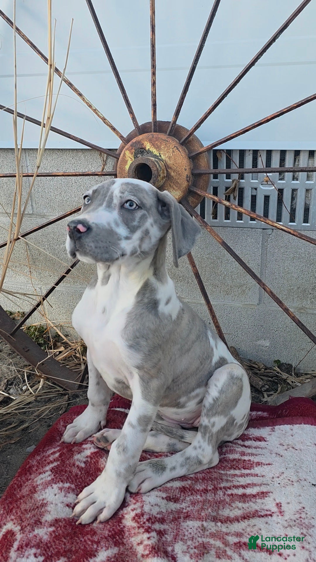 Great Dane dogs Maddie  - Ad 26