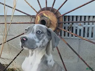 Great Dane dogs Maddie - Ad 26