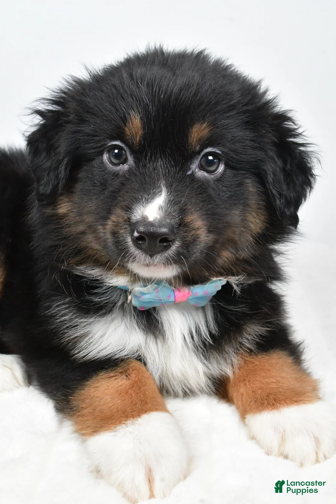 Miniature Australian Shepherd dogs for sale: Landon - Ad 3