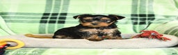 Yorkshire Terrier dogs for sale: Daffodil - Ad 4