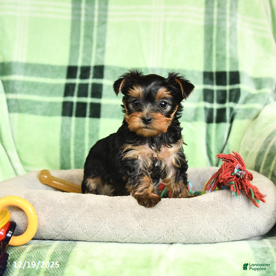 Yorkshire Terrier dogs for sale: Daffodil - Ad 4