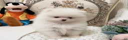 Pomeranian dogs for sale: Grace - Ad 5