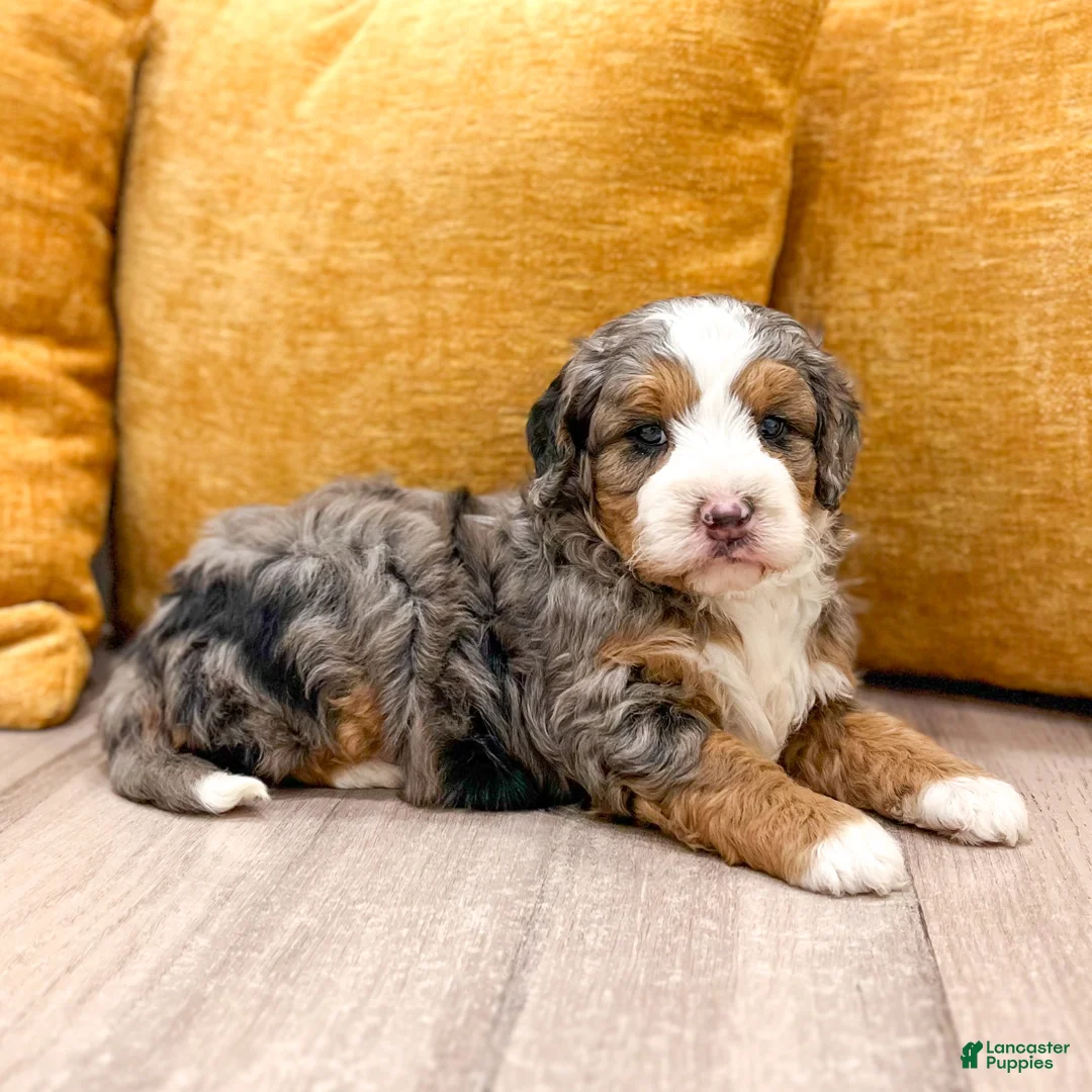 Mini Bernedoodle dogs for sale: Ranger - Micro Mini - Ad 2