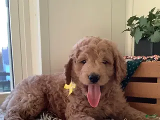 Goldendoodle dogs for sale: Goldendoodle Puppy 1 - Ad 2