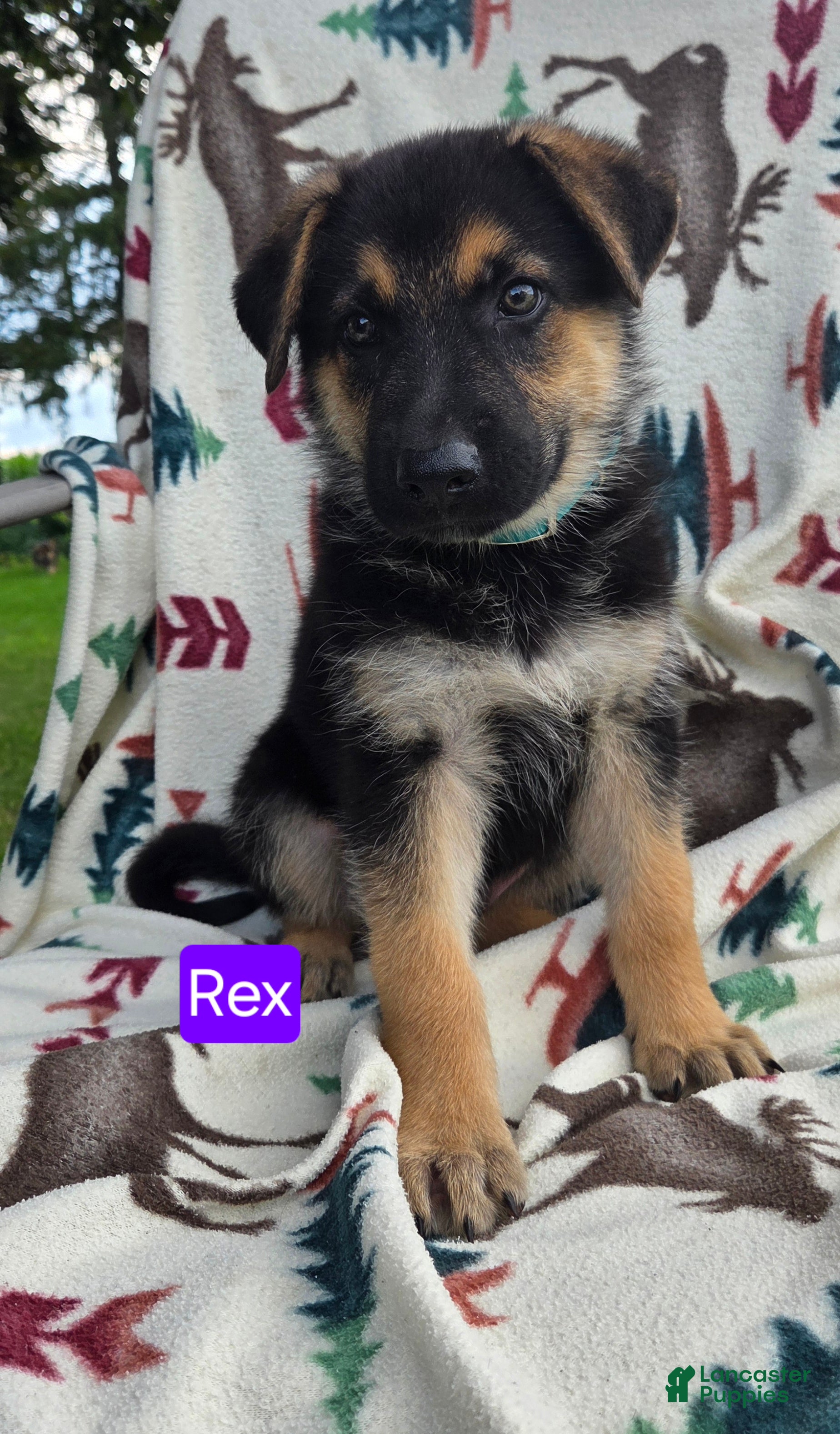 German Shepherd dogs for sale: Rex - Ad 3