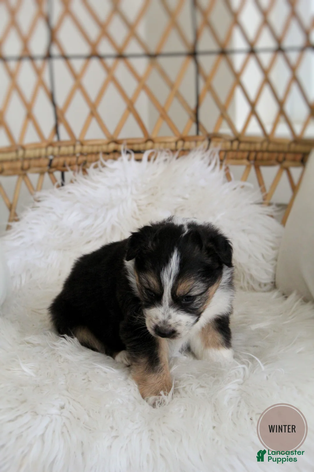 Mixed Breed dogs for sale: Winter  - Ad 5