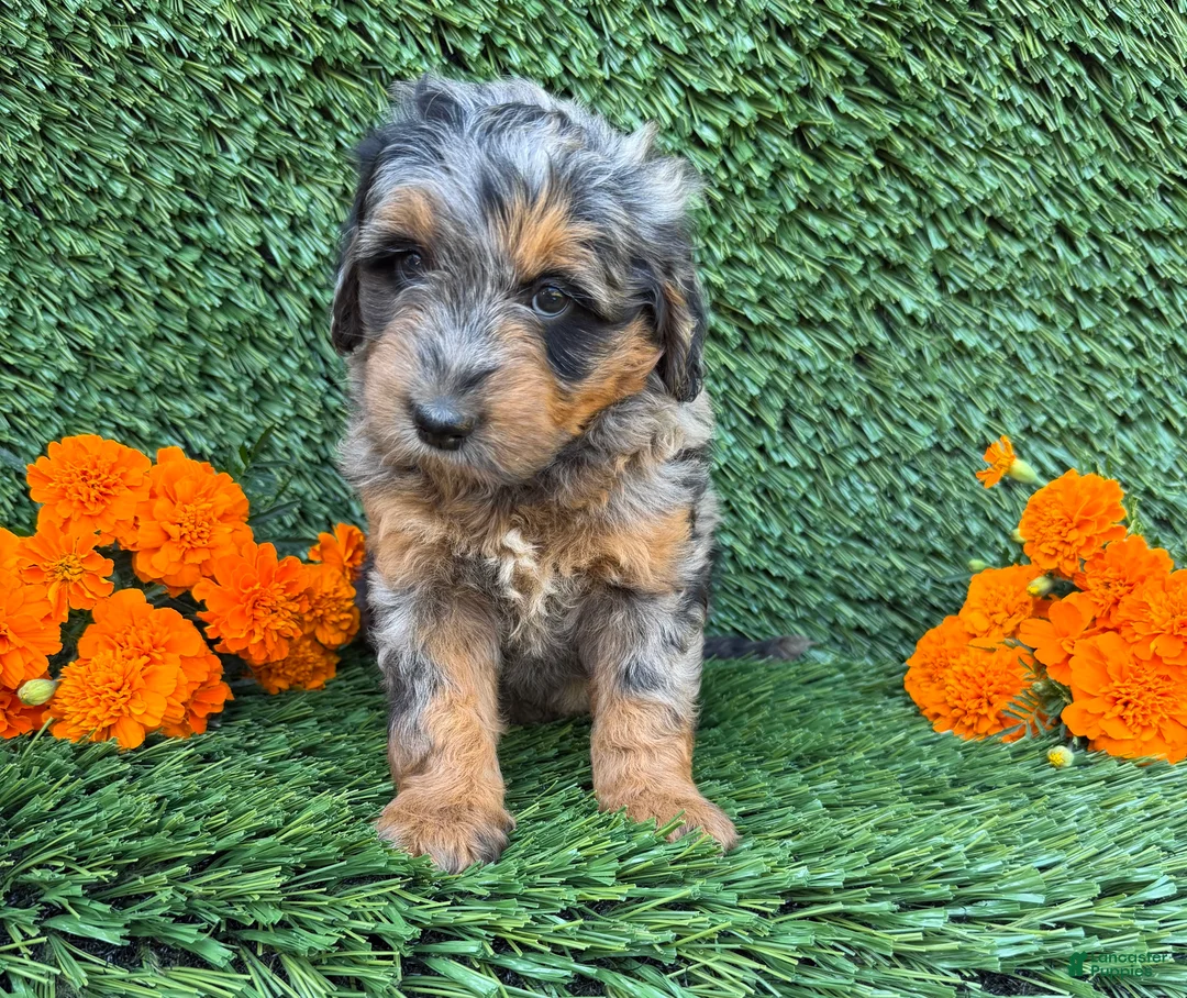 Mini Goldendoodle dogs for sale: Sasha - Ad 2