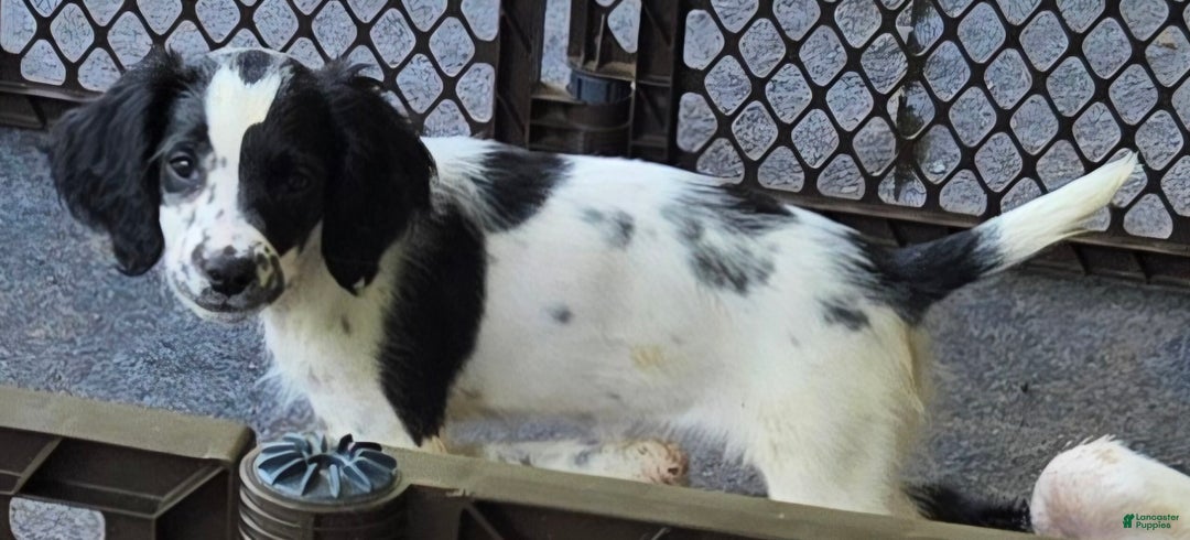 English Springer Spaniel dogs for sale: Marge - Ad 1