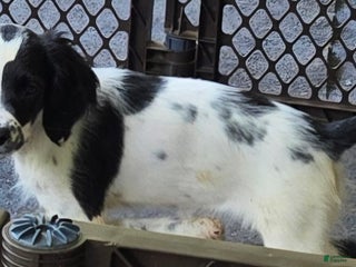 English Springer Spaniel dogs Marge - Ad 32