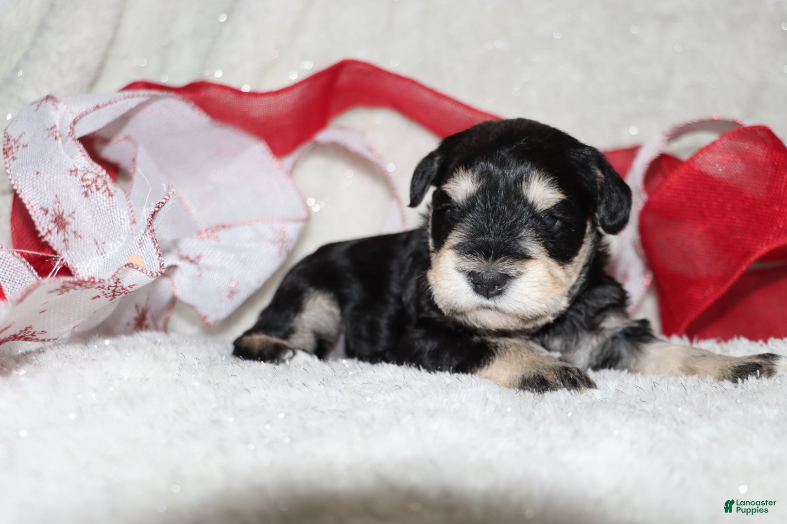 Miniature Schnauzer dogs Star - Ad 41