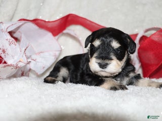 Miniature Schnauzer dogs Star - Ad 41