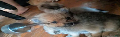 Mixed Breed 6