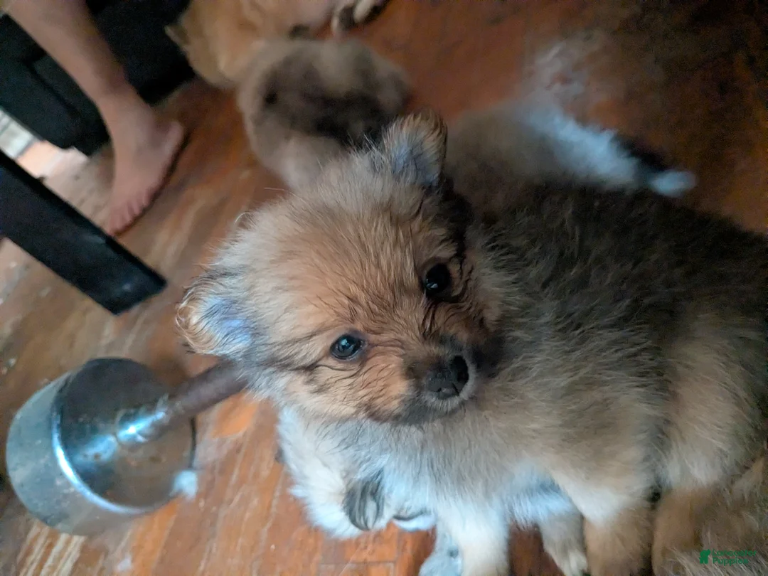 Mixed Breed dogs for sale: Mixed Breed 6 - Ad 1