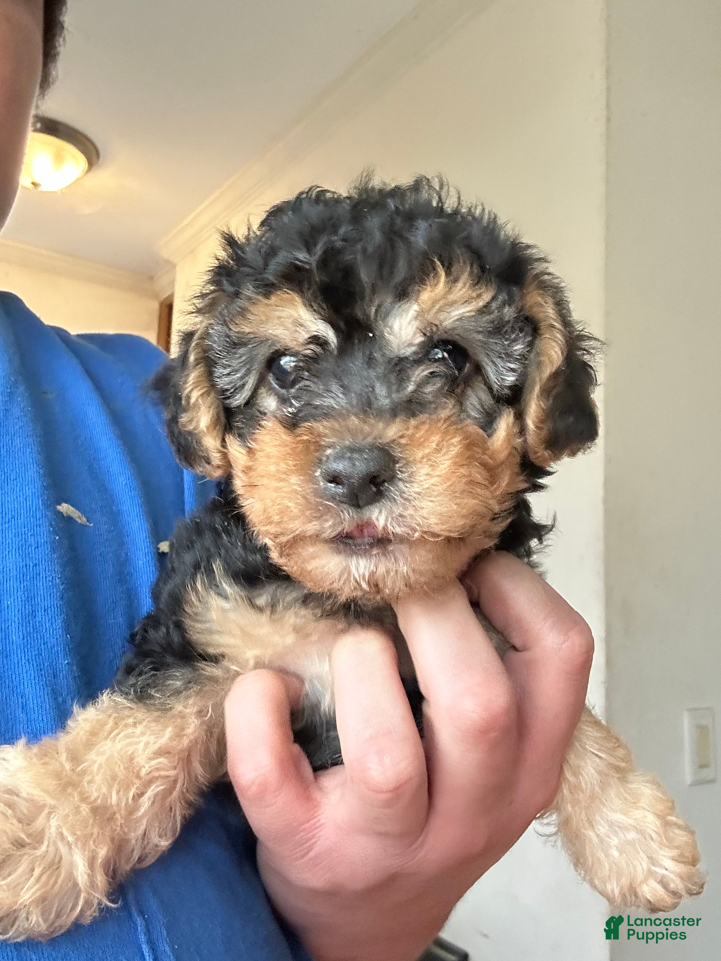 Yorkiepoo dogs Yorkiepoo Puppy 2 - Ad 22