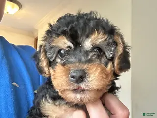 Yorkiepoo dogs Yorkiepoo Puppy 2 - Ad 21