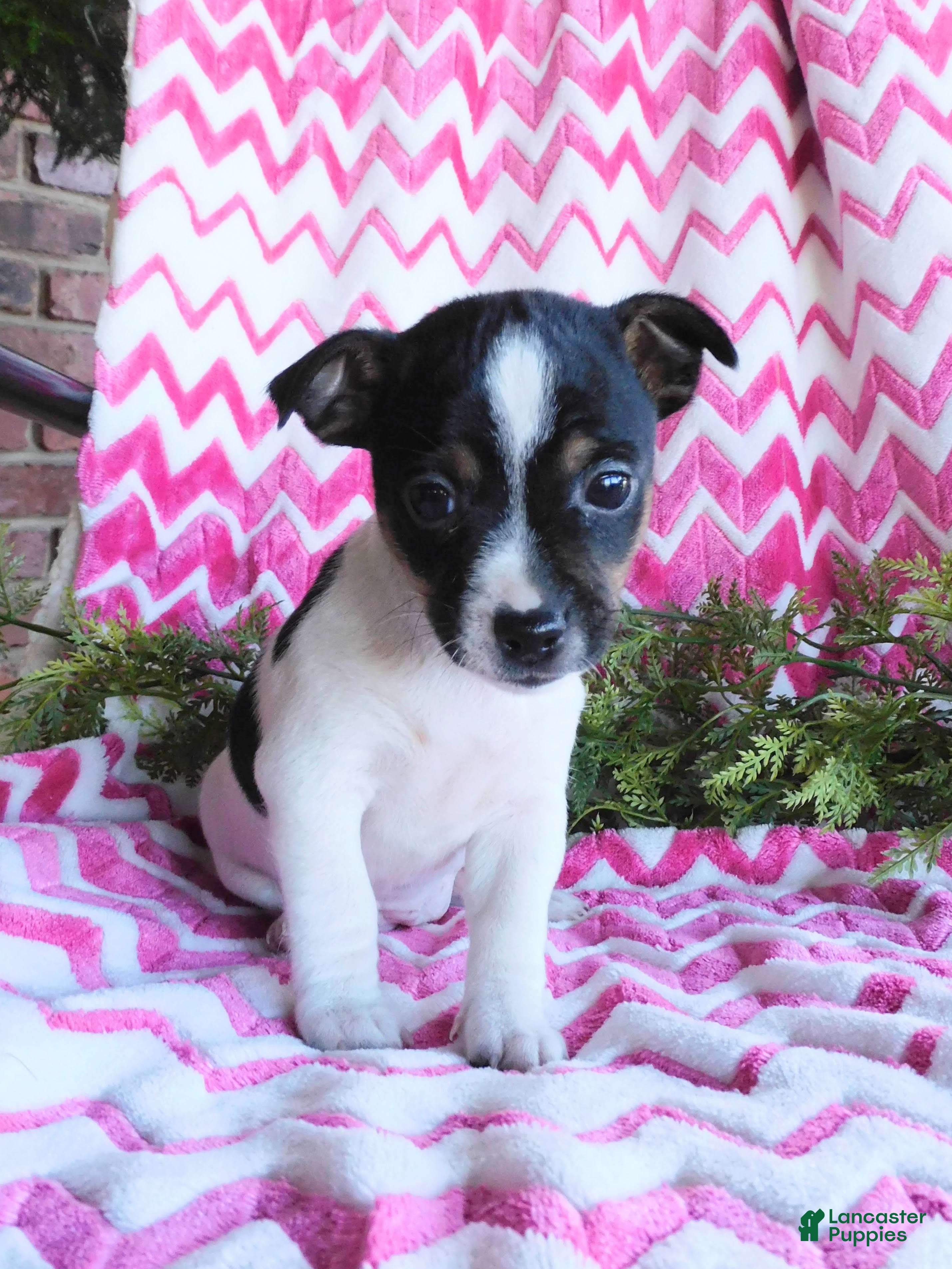 Jack Russell Terrier dogs for sale: Miney - Ad 1