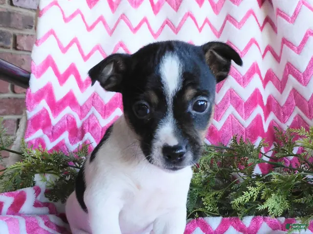 Jack Russell Terrier dogs for sale: Miney - Ad 1