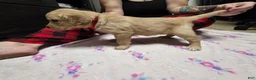 Golden Retriever dogs for sale: Red collar - Ad 2