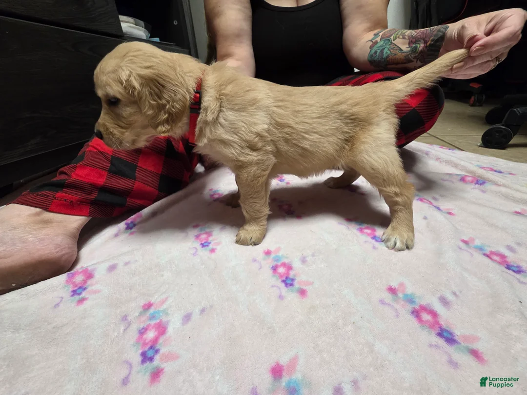 Golden Retriever dogs for sale: Red collar - Ad 2