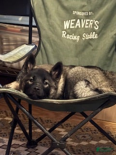 Norwegian Elkhound dogs Yrsa  - Ad 1