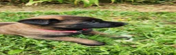 Belgian Malinois dogs for sale: Harley (Magenta) - Ad 4