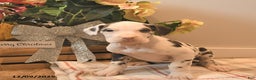 Great Dane dogs for sale: Amber - Ad 1