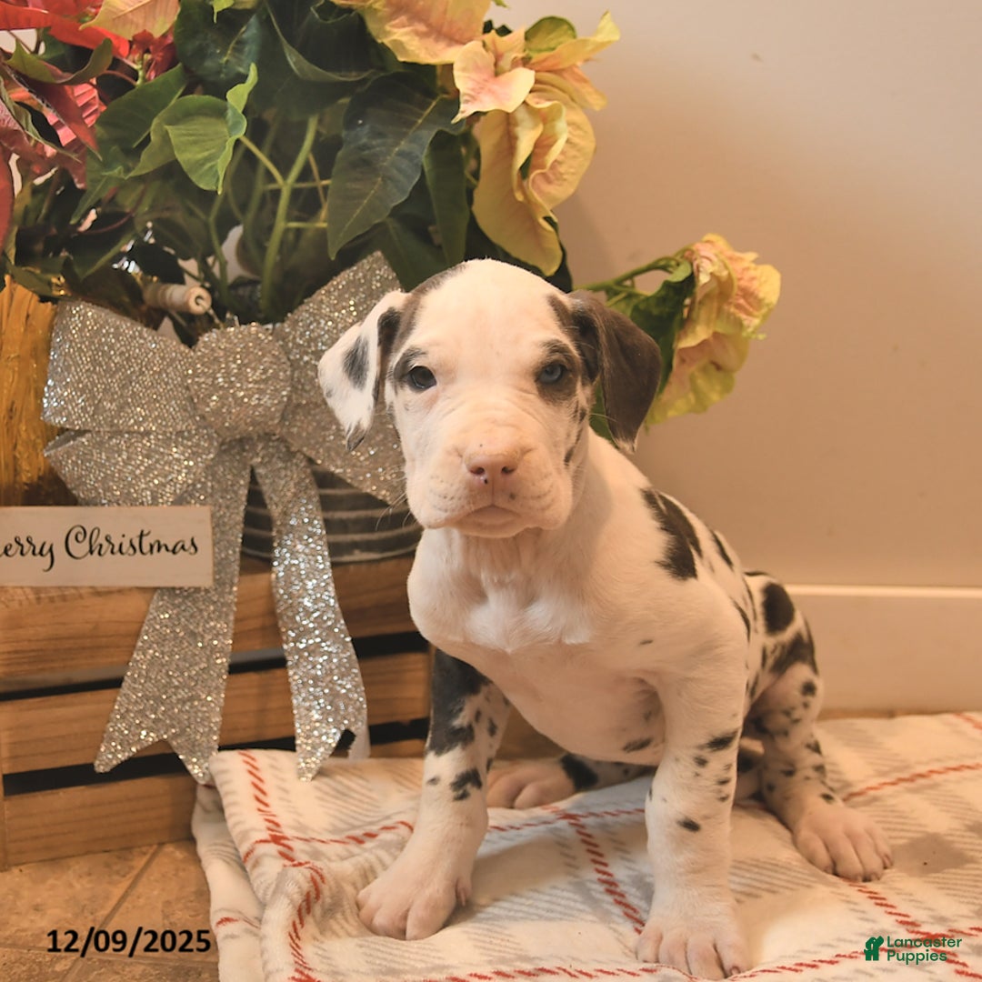 Great Dane dogs for sale: Amber - Ad 1