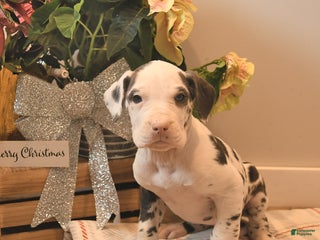 Great Dane dogs Amber - Ad 30