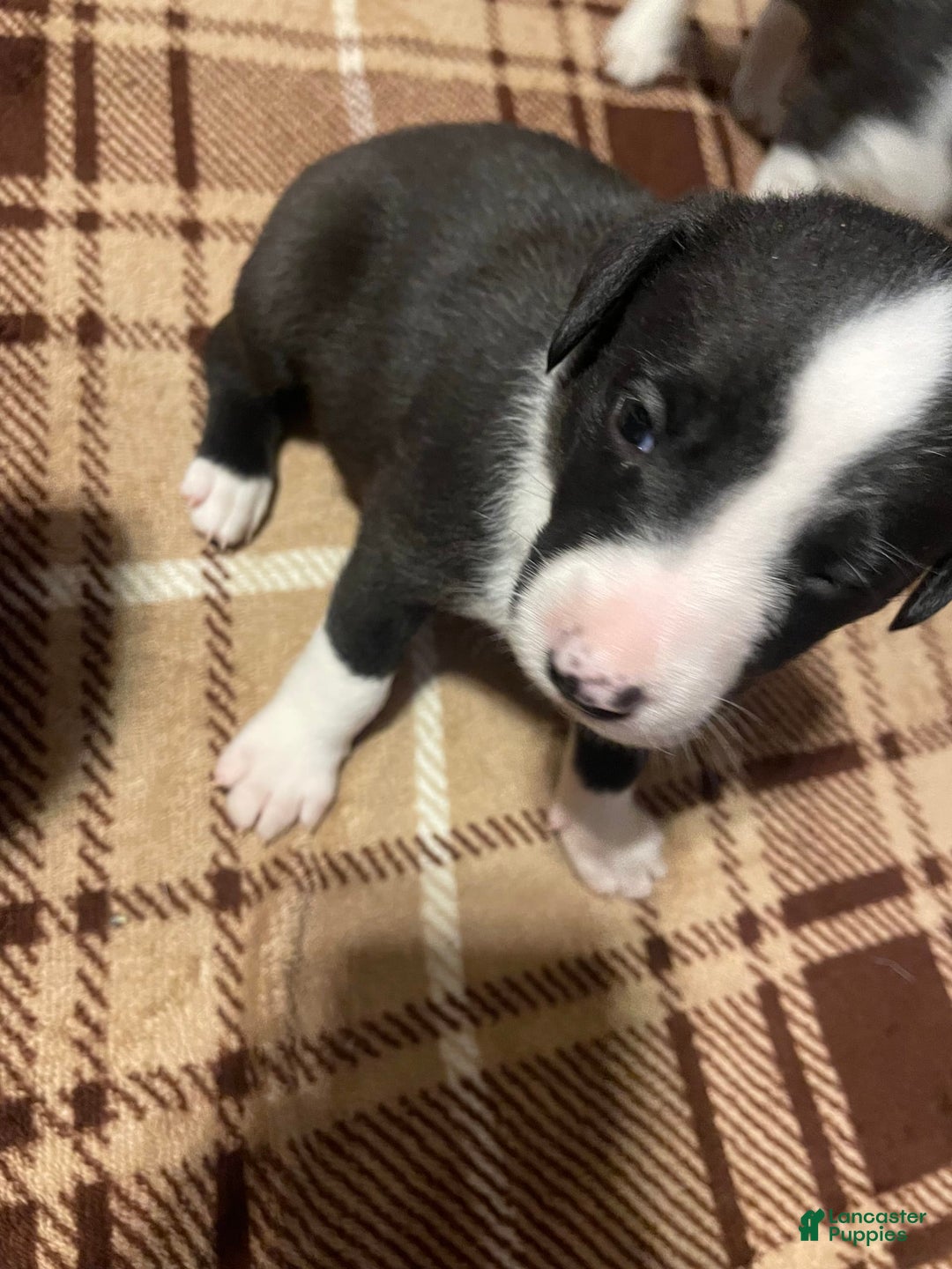 Gallery Image {{count}}