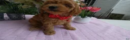 Toy Poodle dogs for sale: Toy Poodle 1 Milly - Ad 4